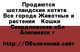 Продаются шотландские котята - Все города Животные и растения » Кошки   . Свердловская обл.,Алапаевск г.